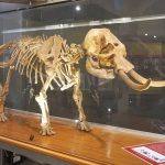 La lunga vita dell’elefante nano presente in Sicilia fino a 400mila anni fa